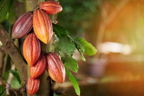 Wieviel Cadmium steckt im Kakao?
