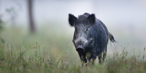Afrikanische Schweinepest erreicht Deutschland