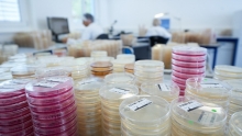 BfR: „Zoonosen und Lebensmittelsicherheit“ – Salmonellen, Campylobacter, Listerien und Co. BfR: „Zoonosen und Lebensmittelsicherheit“ – Salmonellen, Campylobacter, Listerien und Co.