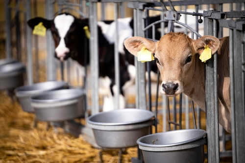Antibiotika-Einsatz bei Masttieren: Erste Daten nach Einführung des Tierarzneimittelgesetzes