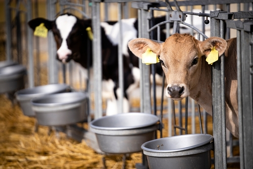 Antibiotika-Einsatz bei Masttieren: Erste Daten nach Einführung des Tierarzneimittelgesetzes Antibiotika-Einsatz bei Masttieren: Erste Daten nach Einführung des Tierarzneimittelgesetzes