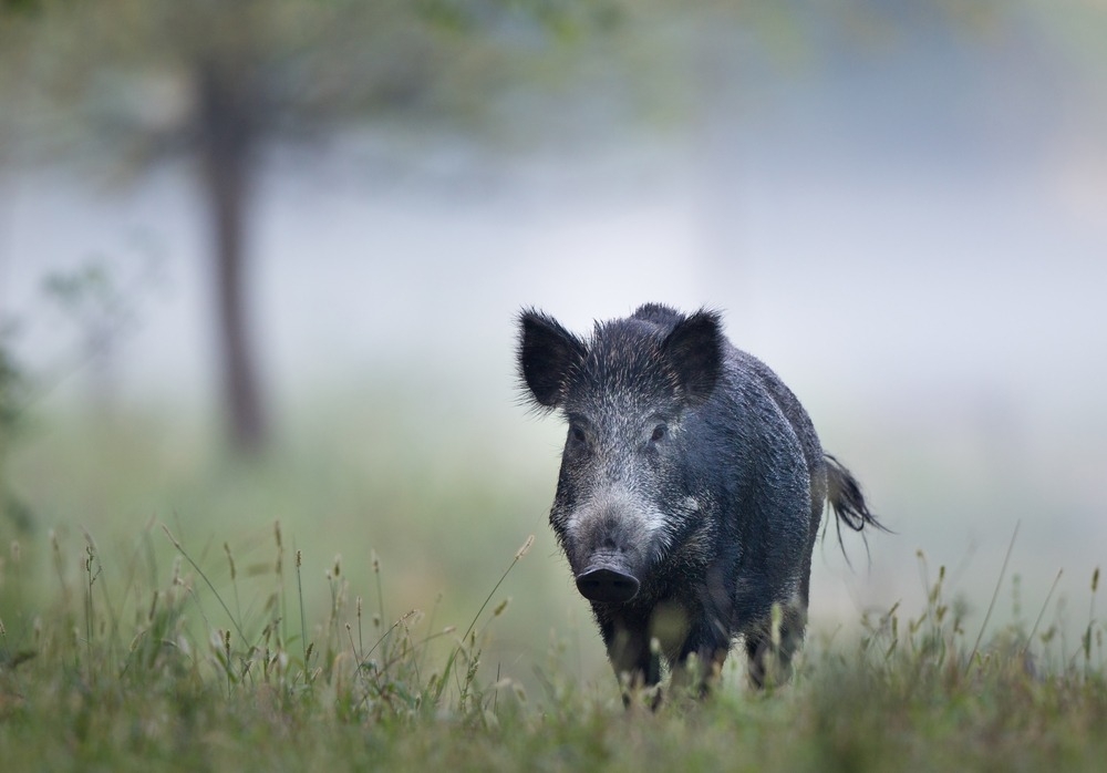 Erster bestätigter Fall von Afrikanischer Schweinepest in Deutschland