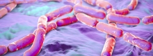 BfR-Stellungnahme: Bacillus cereus in Lebensmitteln können Durchfall und Erbrechen hervorrufen