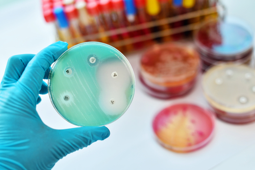 Hohe Antibiotika-Resistenzen bei Salmonellen und Campylobacter