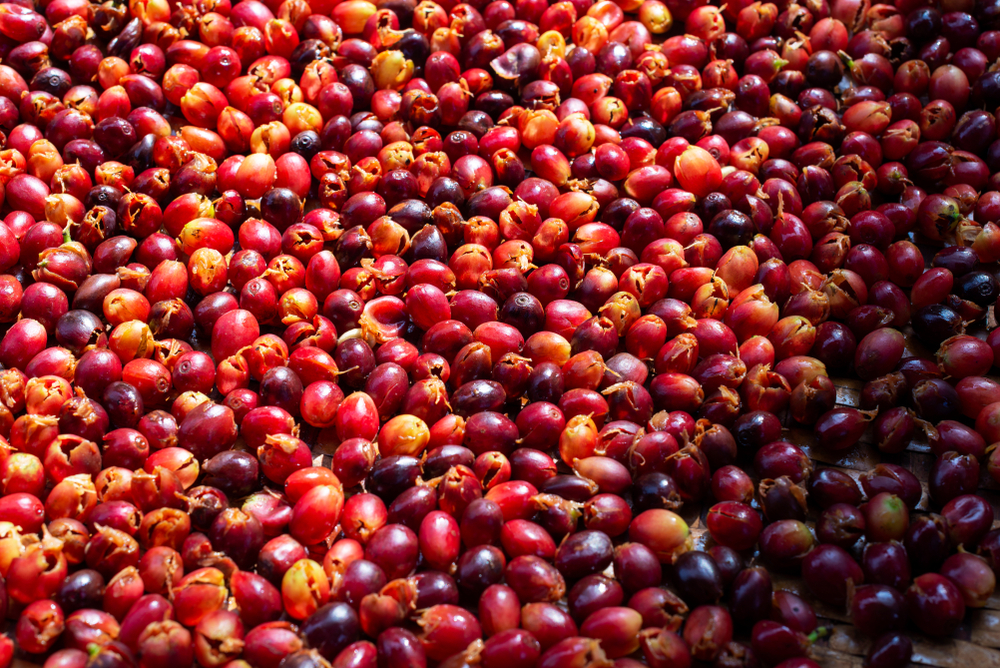 Cascara als Novel Food zugelassen Cascara als Novel Food zugelassen