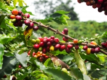 Glyphosat in Kaffee Glyphosat in Kaffee