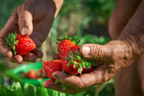 Erdbeeren im Ökotest – Pestizide nachweisbar