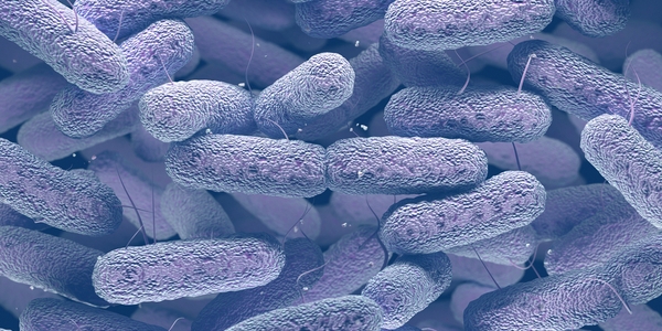 Pluralibacter gergoviae in Kosmetikprodukten