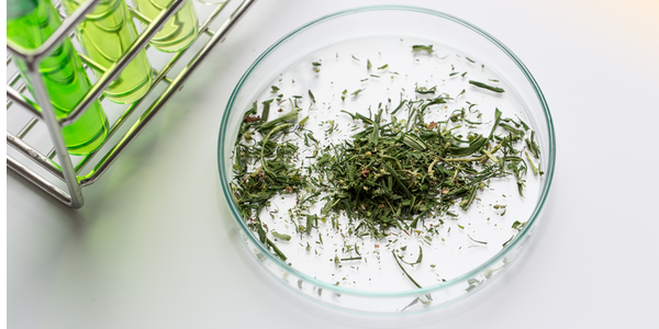 Prüfung von Cannabis beim BAV Institut Prüfung von Cannabis beim BAV Institut