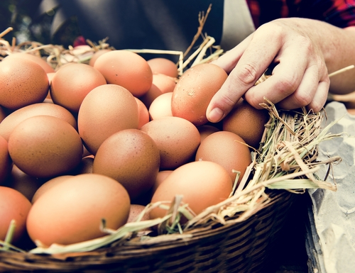 Dioxine in Eiern: Höhere Belastung von Bio-Produkten gegenüber konventionellen Eiern