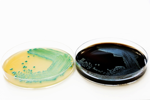 Rapid testing method for Listeria spp. and Listeria monocytogenes in food with detection in six hours (same day result)