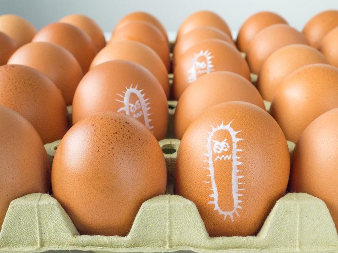 Examination of chicken eggs for Salmonella in Lower Saxony Examination of chicken eggs for Salmonella in Lower Saxony
