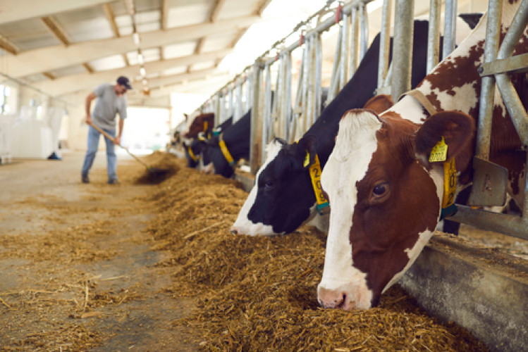 BfRStudyOnHempAsAnimalFeed BfRStudyOnHempAsAnimalFeed