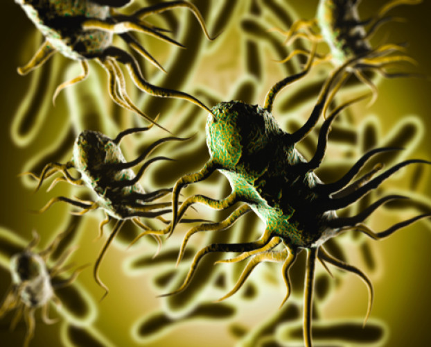 BAV Institut führend in der Untersuchung von Listerien und Listeria monocytogenes BAV Institut führend in der Untersuchung von Listerien und Listeria monocytogenes