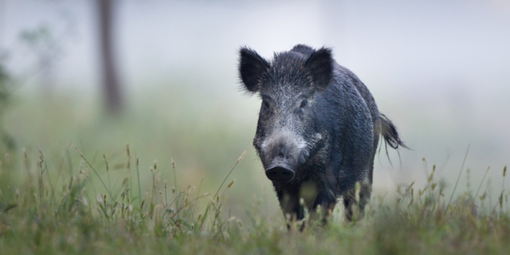Afrikanische Schweinepest erreicht Deutschland Afrikanische Schweinepest erreicht Deutschland