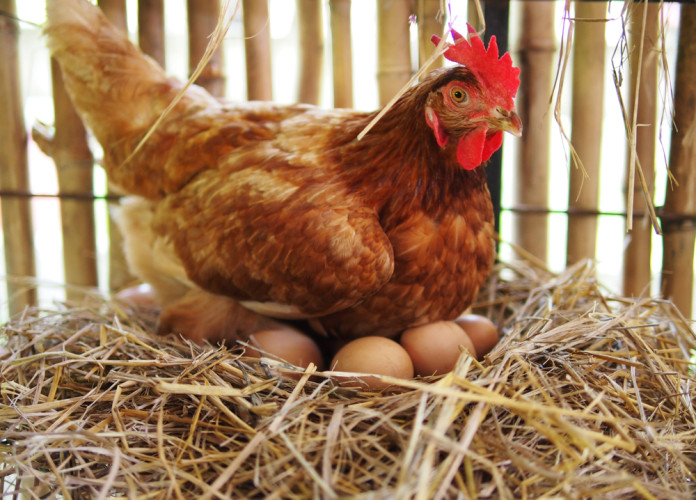 Campylobacter in Chicken Eggs – Opinion of the BfR Campylobacter in Chicken Eggs – Opinion of the BfR