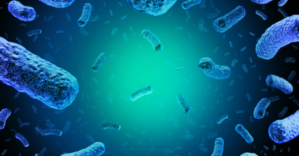 Welche Bedeutung haben Listeria monocytogenes in Lebensmitteln? Welche Bedeutung haben Listeria monocytogenes in Lebensmitteln?