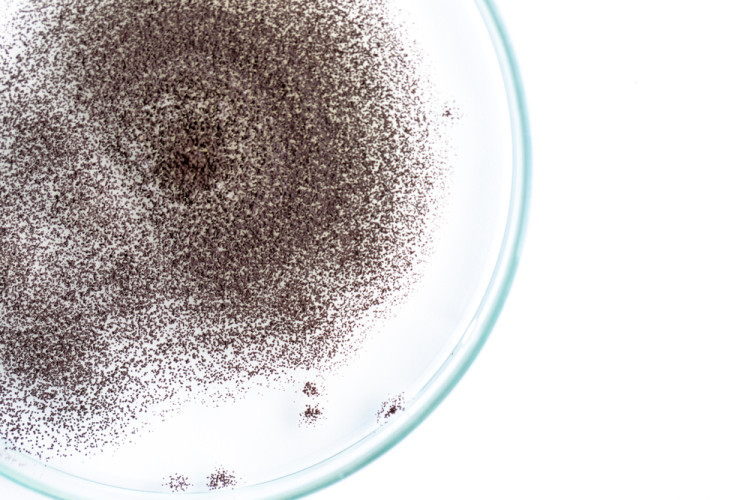 Welche Bedeutung haben Schimmelpilze in Lebensmitteln? Welche Bedeutung haben Schimmelpilze in Lebensmitteln?