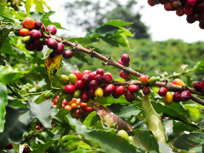 Glyphosat in Kaffee Glyphosat in Kaffee