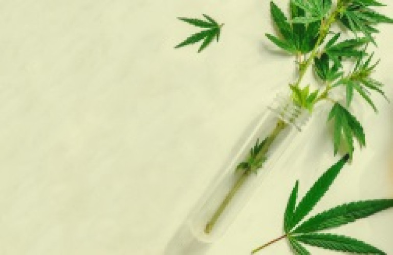 Vorsicht geboten beim Kauf von Hanf-Produkten: THC-Gehalte oft überhöht. Vorsicht geboten beim Kauf von Hanf-Produkten: THC-Gehalte oft überhöht.