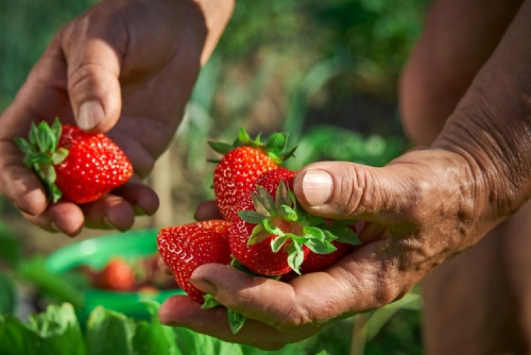 Erdbeeren im Ökotest – Pestizide nachweisbar Erdbeeren im Ökotest – Pestizide nachweisbar
