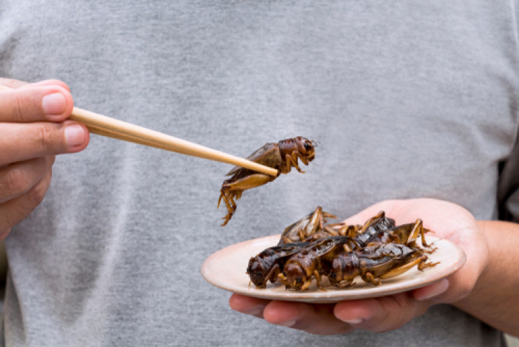 BAV-Institut — Novel Food: Migratory Locust Approved as Edible Insect