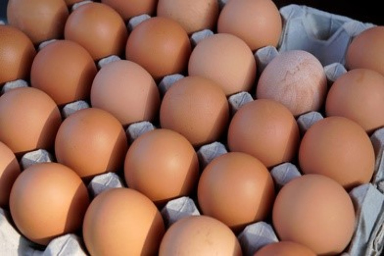Salmonellenfälle in der EU nicht mehr rückläufig Salmonellenfälle in der EU nicht mehr rückläufig