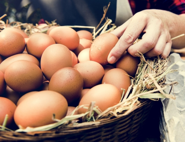 Dioxine in Eiern: Höhere Belastung von Bio-Produkten gegenüber konventionellen Eiern Dioxine in Eiern: Höhere Belastung von Bio-Produkten gegenüber konventionellen Eiern