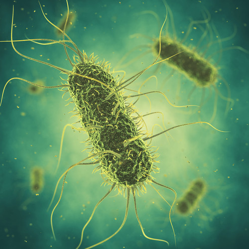 Current salmonella outbreak in chocolate still not clarified Current salmonella outbreak in chocolate still not clarified