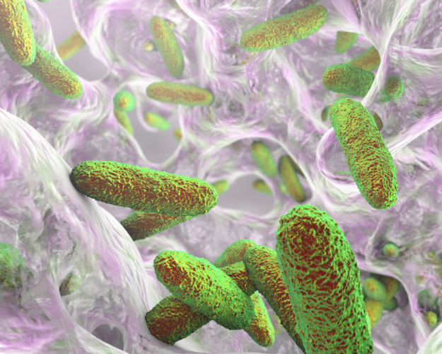 Biofilms as a Hazard to Food Safety Biofilms as a Hazard to Food Safety