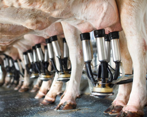 Infections from consuming untreated raw milk Infections from consuming untreated raw milk