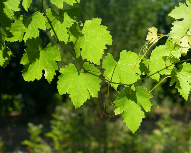 20.06.2025 - Nachweis von Pestiziden in Weinblättern - Produktrückruf 20.06.2025 - Nachweis von Pestiziden in Weinblättern - Produktrückruf