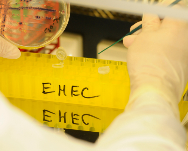 Current EHEC Outbreak – What Can Companies Do to Prevent EHEC Infections? Current EHEC Outbreak – What Can Companies Do to Prevent EHEC Infections?