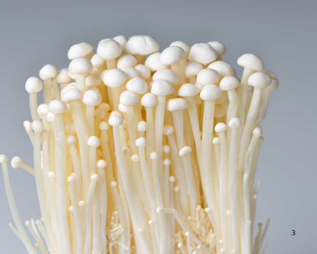 Listeria detected in enoki mushrooms – recall raises questions Listeria detected in enoki mushrooms – recall raises questions